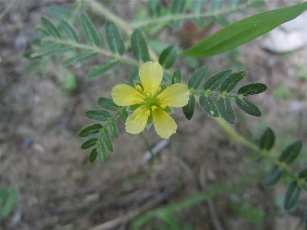 Tribulus terrestris / Tribolo